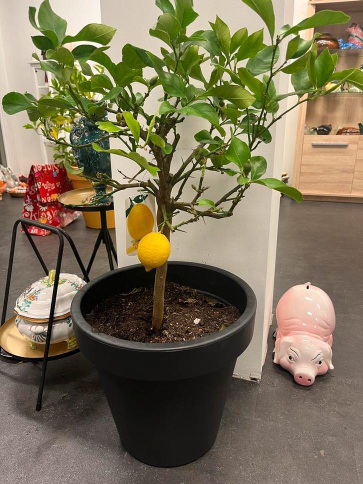 Citroenboompje in pot - heerlijk geurend!, Tuin en Terras, Planten | Bomen, Overige soorten, Minder dan 100 cm, Volle zon, Lente
