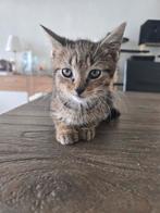 mooie kittens te koop, Dieren en Toebehoren, Katten en Kittens | Raskatten | Korthaar, Kater, 0 tot 2 jaar