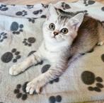 Brits Britse korthaar kittens Silver Shaded Mogen Verhuizen, Poes, Gechipt