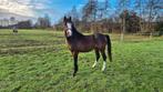 2,5 jarige sectie B welsh hengst te koop, Dieren en Toebehoren, Pony's, Gechipt, 0 tot 2 jaar, Hengst, C pony (1.27m tot 1.37m)