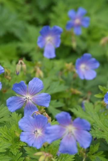 Geranium 'Johnson's Blue in een P9 pot . beschikbaar voor biedingen