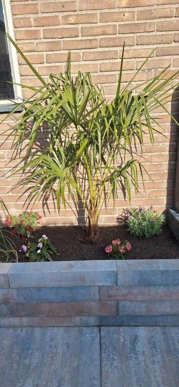 Palm boompje beschikbaar voor biedingen