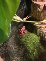 Tricolor gifkikkers, Amfibie