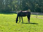 Goudeerlijke recreatie/fokmerrie, Merrie