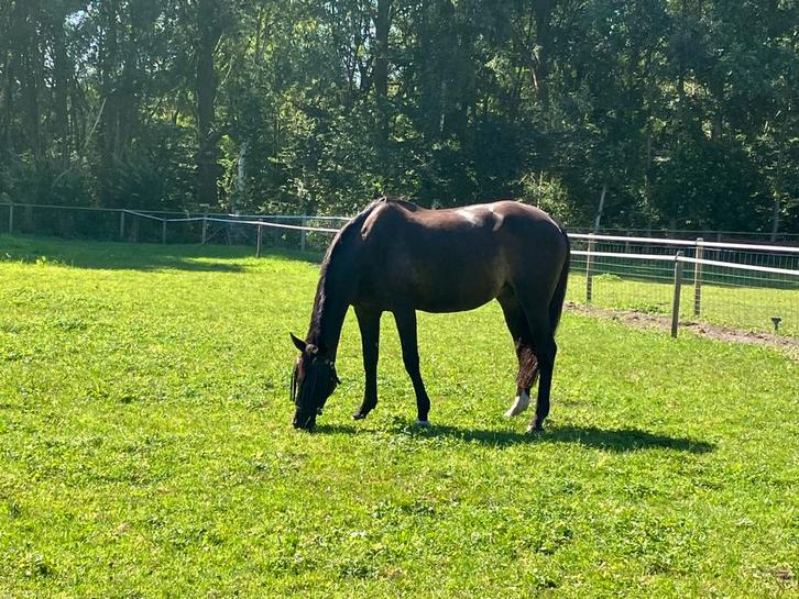 Goudeerlijke recreatie/fokmerrie, Dieren en Toebehoren, Paarden, Merrie