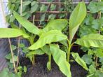 Musa basjoo bananenplant, minimaal 110cm, buiten banaan, Tuin en Terras, Planten | Tuinplanten, Ophalen