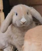 Superlieve NL hangoor konijntjes zoeken liefdevol thuis ❤️🐰, Dieren en Toebehoren, Konijnen, Meerdere dieren, Klein, Hangoor