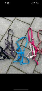 7x veulen of shetlander halster, Ophalen of Verzenden, Gebruikt, Overige soorten