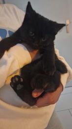 Britse korthaar kater, Dieren en Toebehoren