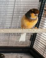 Kanaries en Gouldamadine mannen 2025, Dieren en Toebehoren, Vogels | Overige Vogels, Mannelijk