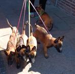 Mechelse herder puppies, Dieren en Toebehoren, CDV (hondenziekte), 8 tot 15 weken, Teef, Meerdere