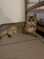 Brits korthaar poes met stamboom, Dieren en Toebehoren, Poes, Met stamboom