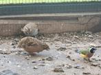 Jungle Bush kwartels Onverwant. , 2025, Meerdere dieren, Tropenvogel, Geringd
