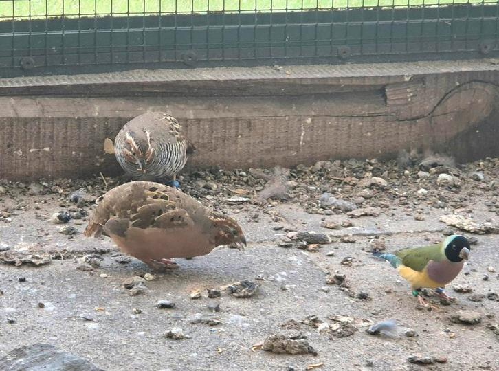 Jungle Bush kwartels Onverwant. , 2025, Dieren en Toebehoren, Vogels | Overige Vogels, Tropenvogel, Meerdere dieren, Geringd