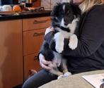 Border collie pup, Dieren en Toebehoren, Eén hond, Nederland, Particulier, Reu