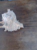 Mooie schelp, Verzamelen, Mineralen en Fossielen, Ophalen of Verzenden, Schelp(en)