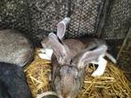 Vlaamse reus voedsters 6 mnd, Dieren en Toebehoren, Konijnen, Vrouwelijk, Groot, 0 tot 2 jaar
