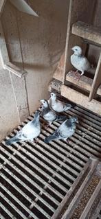 Postduiven jonge duiven, Meerdere dieren, Postduif