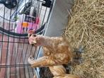 Gratis kriel kippen, Dieren en Toebehoren, Meerdere dieren, Kip