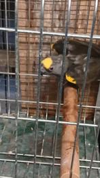 Meyer  papagaai, Dieren en Toebehoren, Vogels | Parkieten en Papegaaien, Mannelijk, Papegaai