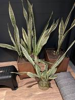 Sanseveria in nood!!, Minder dan 100 cm, Halfschaduw, Ophalen, Groene kamerplant