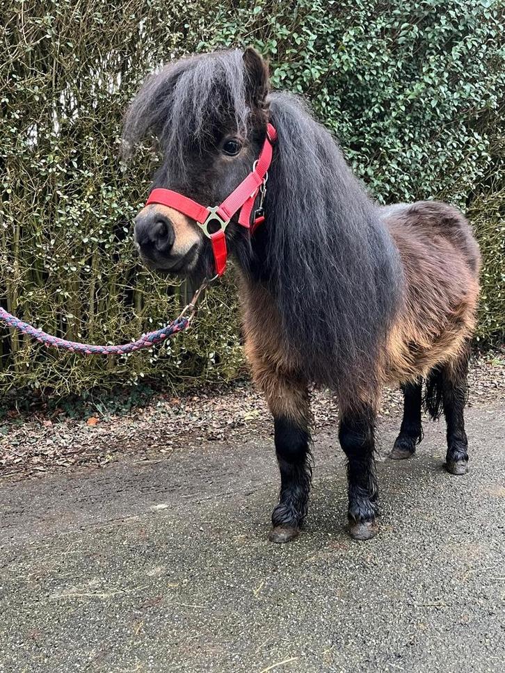 Brave en lieve bruine shetlander hengst, Dieren en Toebehoren, Pony's, Hengst, Niet van toepassing, A pony (tot 1.17m), 3 tot 6 jaar