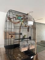 2 grasparkieten, parkieten, Meerdere dieren