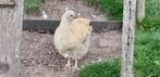 Orpington Buff kippen, Dieren en Toebehoren, Pluimvee, Vrouwelijk, Kip