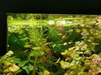 Platy visjes 5x rood met zwart, Dieren en Toebehoren, Vis