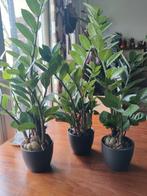 Zamioculcas Zamiifolia x3 stuks, Ophalen of Verzenden, Halfschaduw, Minder dan 100 cm
