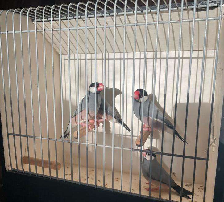 Rijstvogels, Dieren en Toebehoren, Vogels | Overige Vogels, Meerdere dieren, Geringd