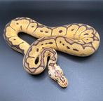 1.0 Pastel Clown ball python regius te koop, Dieren en Toebehoren, Slang, Tam, 0 tot 2 jaar