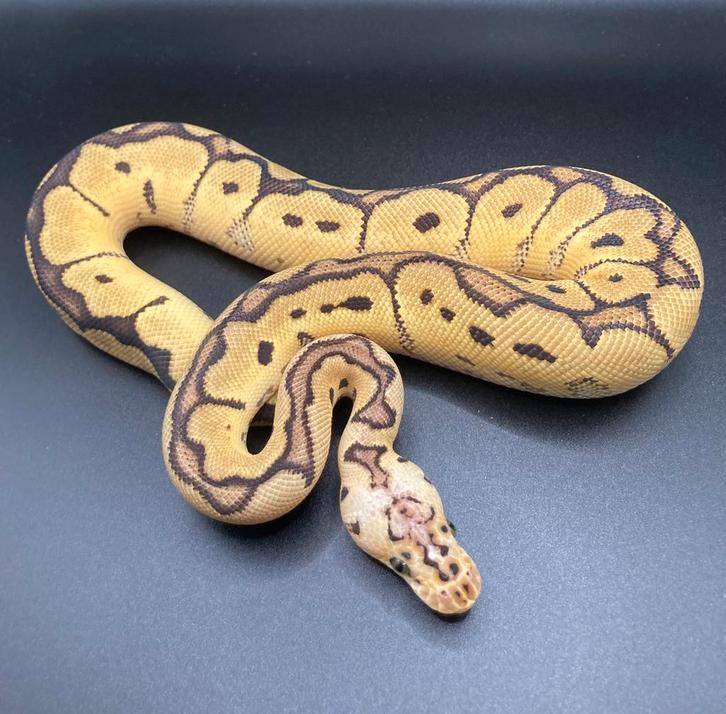1.0 Pastel Clown ball python regius te koop