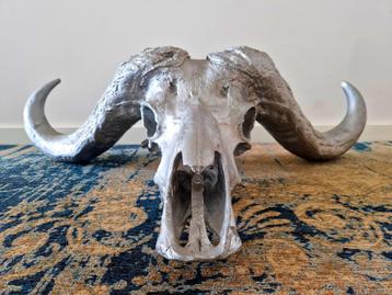 Gegoten buffelschedel (Afrikaanse Kaffer Buffel) beschikbaar voor biedingen