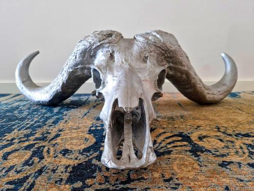 Gegoten buffelschedel (Afrikaanse Kaffer Buffel), Antiek en Kunst, Kunst | Designobjecten, Ophalen