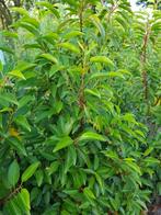 Portugese laurier | Prunus lusitanica Angustifolia, Tuin en Terras, Planten | Struiken en Hagen, Ophalen of Verzenden, Laurier