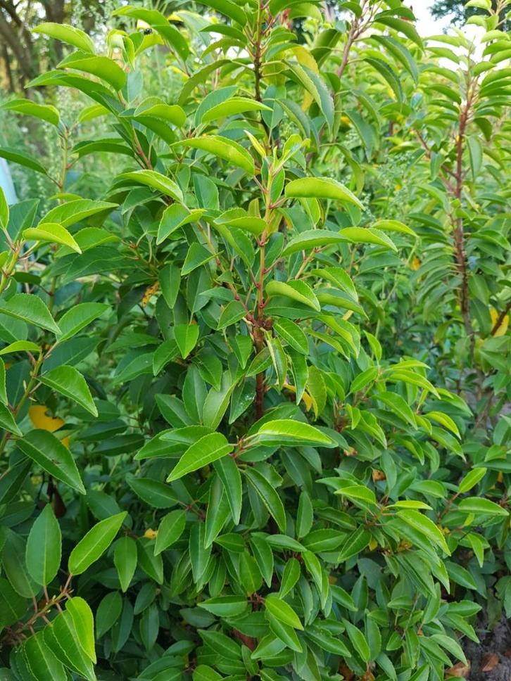 Portugese laurier | Prunus lusitanica Angustifolia, Tuin en Terras, Planten | Struiken en Hagen, Haag, Laurier, Minder dan 100 cm