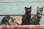 Prachtige boerderij kittens geboren op 17 juni 2025, Dieren en Toebehoren, Katten en Kittens | Overige Katten, Meerdere dieren
