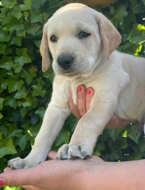 Unieke Vizsla Kruising – Looks Like Page Pup, Dieren en Toebehoren, Honden | Niet-rashonden, Middel, Meerdere dieren, Particulier