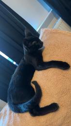 Sociale energievolle kitten, Kater, Kortharig, 0 tot 2 jaar