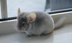 chinchilla vrouwtjes, Vrouwelijk, Chinchilla, Na 1 juli 2024