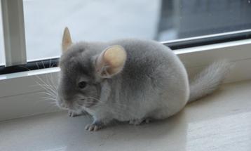 chinchilla vrouwtjes beschikbaar voor biedingen