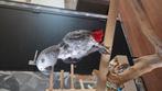 Grijze roodstaart sam, Dieren en Toebehoren, Vogels | Parkieten en Papegaaien, Mannelijk, Papegaai, Pratend