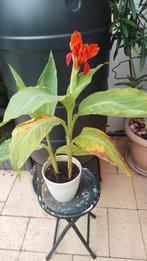 Canna Rood, Tuin en Terras, Planten | Tuinplanten, Volle zon, Vaste plant, Zomer, Ophalen