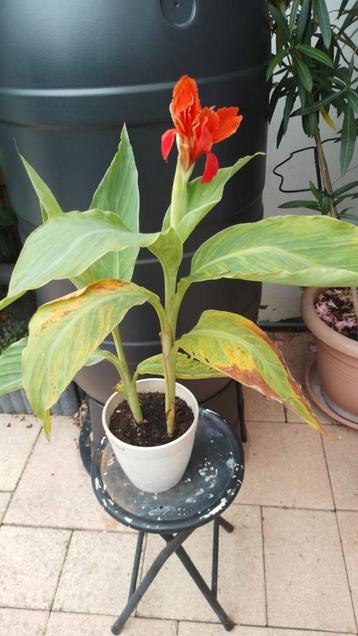 Canna Rood beschikbaar voor biedingen