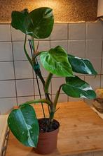 Philodendron White Princess, Ophalen of Verzenden, Halfschaduw, Minder dan 100 cm