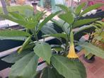 Mooie grote brugmansia geel/wit enkelbloemig, Ophalen, Overige soorten, Volle zon