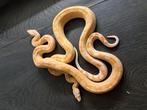 0.2 Albino Aztec het Anery Boa Constrictors, Slang