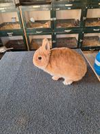 Kleurdwergen, Dieren en Toebehoren, Konijnen, Mannelijk, Dwerg