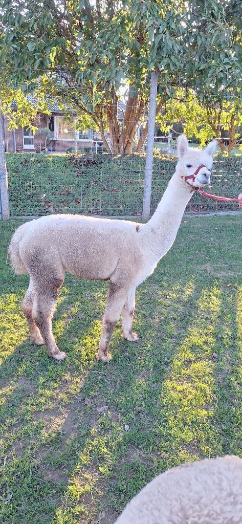 Wandel-alpaca merrie Rania, Dieren en Toebehoren, Overige Dieren, Vrouwelijk, Juni